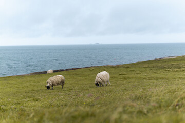 Schafherde am Meer in Schottland