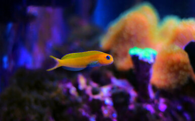 Fototapeta na wymiar Yellow Midas Blenny fish in coral reef aquarium tank