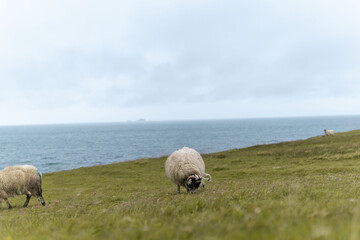 Schafherde am Meer in Schottland