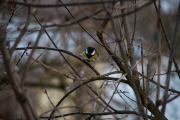 titmouse among bare branches on a winter background