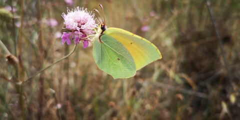 mariposa, sensible, belleza extrema, vida, simbiosis, delicado, insecto, atractiva, naturaleza, camuflaje, verde, encanto, enamorar, romance, nectar, verano, modestia, creacion, viaje, fondo pantalla