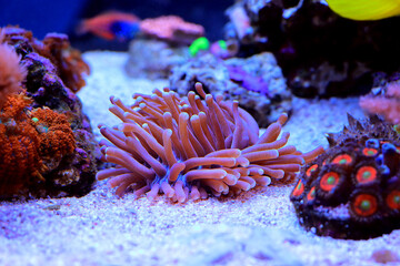 Naklejka na ściany i meble Heliofungia actiniformis - Long Tentacle Plate LPS Coral