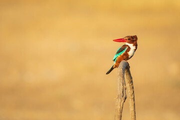 White throated Kingfisher. Yellow nature background. 