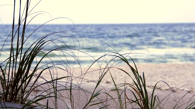 Beach Grass & Shore 1