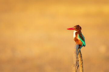 White throated Kingfisher. Yellow nature background. 