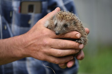 Cute hadgehog in arms on grey background,wildlife photo