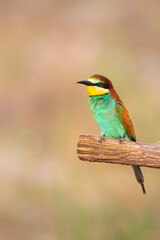 Colorful bird and its hunt. Yellow green nature background. Bird: European Bee eater. Merops apiaster. 