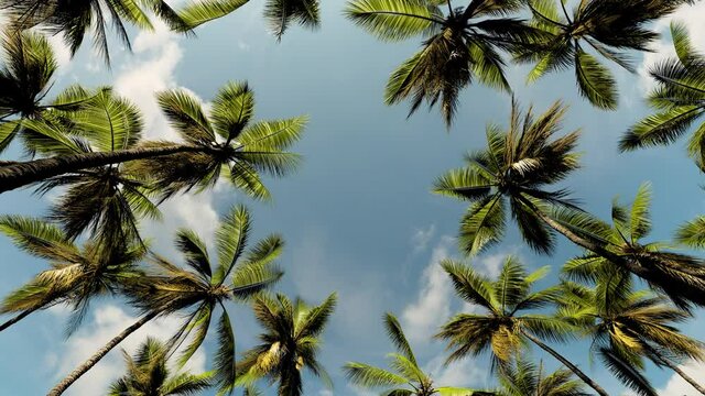 Animation of a tropical forest from palm trees bottom view through the foliage to the sky with clouds. 
