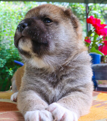 Obraz premium The puppy of Shiba-Inu breed ( 3 weeks old)