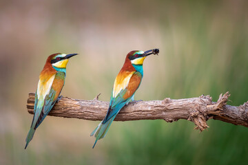 Colorful bird and its hunt. Yellow green nature background. Bird: European Bee eater. Merops apiaster. 