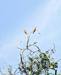 Pássaros em árvores