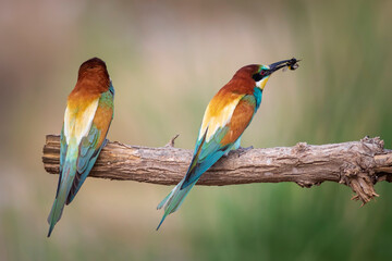 Colorful bird and its hunt. Yellow green nature background. Bird: European Bee eater. Merops apiaster. 