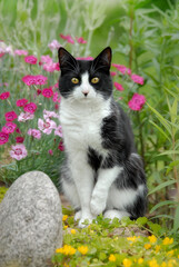 European Shorthair cat, tuxedo pattern black and white bicolor, posing in a garden with pink and...