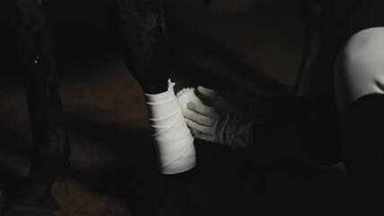 Caretaker bandaging legs of an Injured horse in the stable. Wrapping bandage around the Stallion's legs. The vet is wearing white gloves. Nighttime footage. 