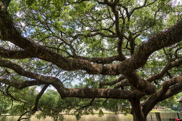 old oak tree