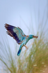 Blue bird roller. European Roller. Coracias garrulus. Yellow blue nature background.