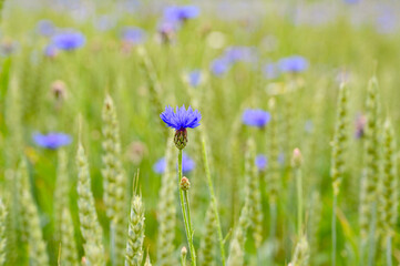 cornflowers in a farmers field with wheate