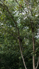 Mico melanurus