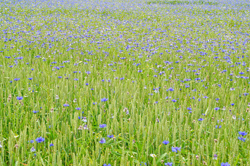 cornflowers in a farmers field with wheate
