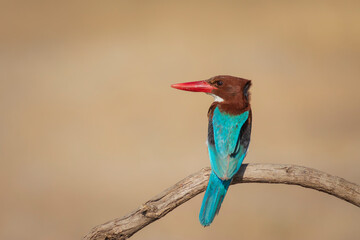 Colorful bird. Yellow nature background. White throated Kingfisher. 