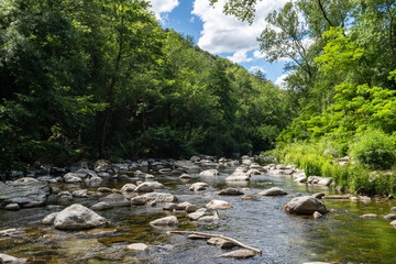 une rivière en forêt et ses rochers répartis
