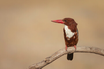 Colorful bird. Yellow nature background. White throated Kingfisher. 