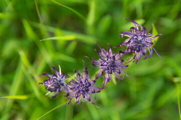 Phyteuma orbiculare. Top view. Four purple flowers. Selective focus