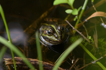 Green frog in a forest pond