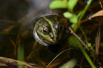 Green frog in a forest pond
