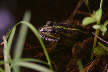 Green frog in a forest pond