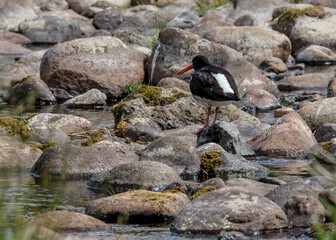 Oyster Catcher, bird on rocks in river bed.