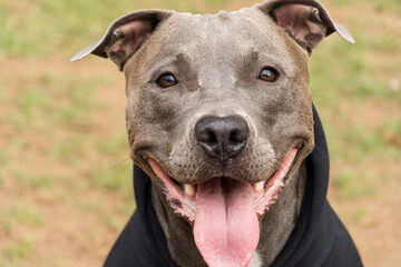 Pit bull dog in a black sweatshirt playing in the park on a cold day. Pit bull in dog park with ramp, green grass and wooden fence.