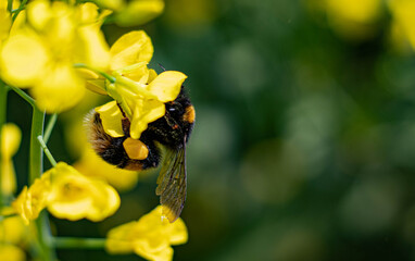 bee on flower