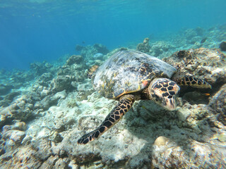 Tortoise Turtle - Eretmochelys imbricata floats under water. Maldives Indian Ocean coral reef.