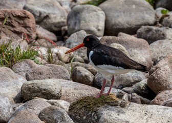Oyster Catcher, bird on rocks in river bed.