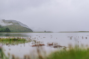 Alleinstehender Baum im Meer in Schottland