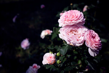 Summer natural background with english pink blooming rose flowers in the garden. Dark toning. Copy space