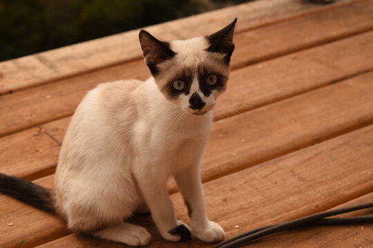 Gatinho 