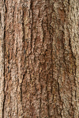 Fototapeta premium Embossed texture of the bark of oak. Panoramic photo of the oak texture.