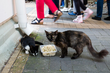 stray cats on a busy street eat from a bowl