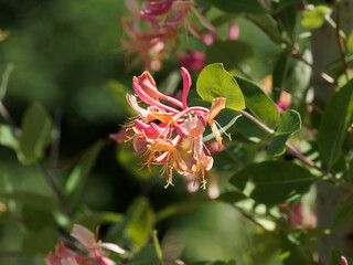 (Lonicera heckrottii) Chèvrefeuille flamme dorée à grandes fleurs rose à rouge vif à...