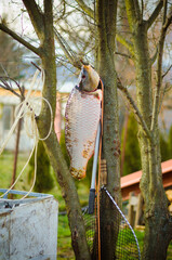 carp fish hang on tree, fresh and raw meat waiting for cooking