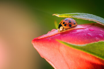 ladybug crawls on the top of a rosebud, close-up, dew drops