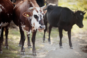 Portrait of a horned spotted cow.