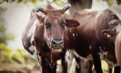 Portrait of a horned spotted cow.