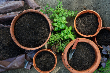 Overhead view of herbs ready to plant in container garden pots