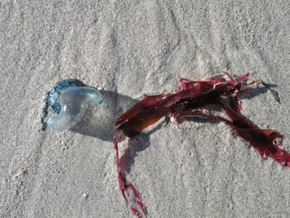 Bluebottle