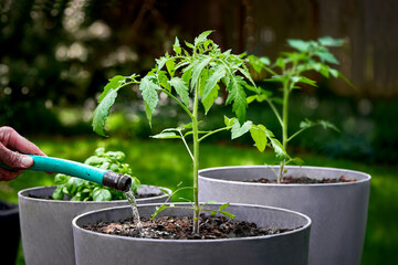 Watering newly planted tomatoes and potted basil growing in a container garden