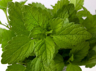 Mint bush on a white background. Green plant for use in medicine and beverages.