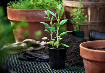 Sage ready to be planted into pot for herb container garden